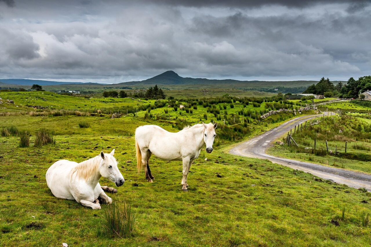 Connemara-Field-with-Horses
