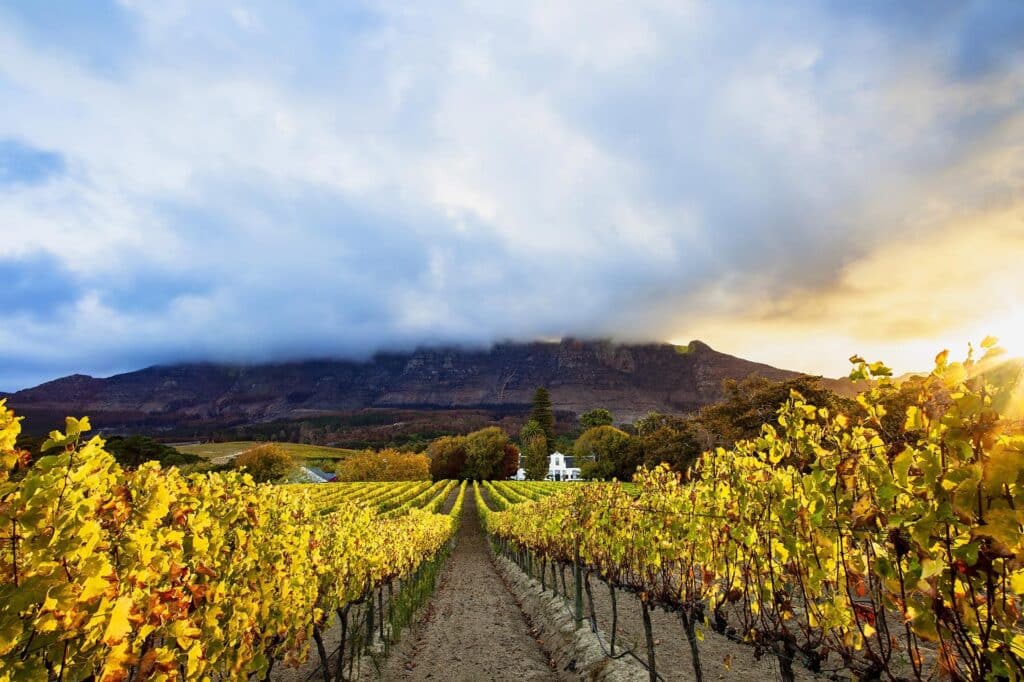 Vineyards in Cape Town, South Africa.