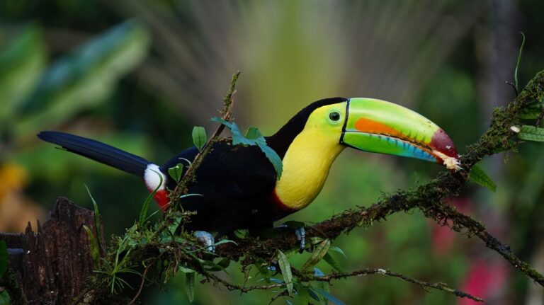 Colorful Costa Rica (2023)