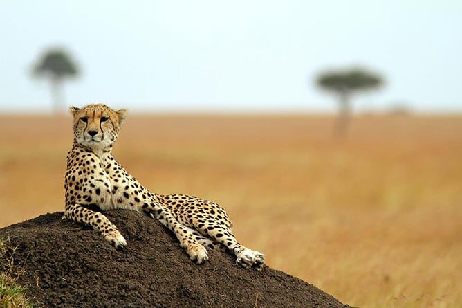 A relaxed cheetah in Masai Mara, Kenya