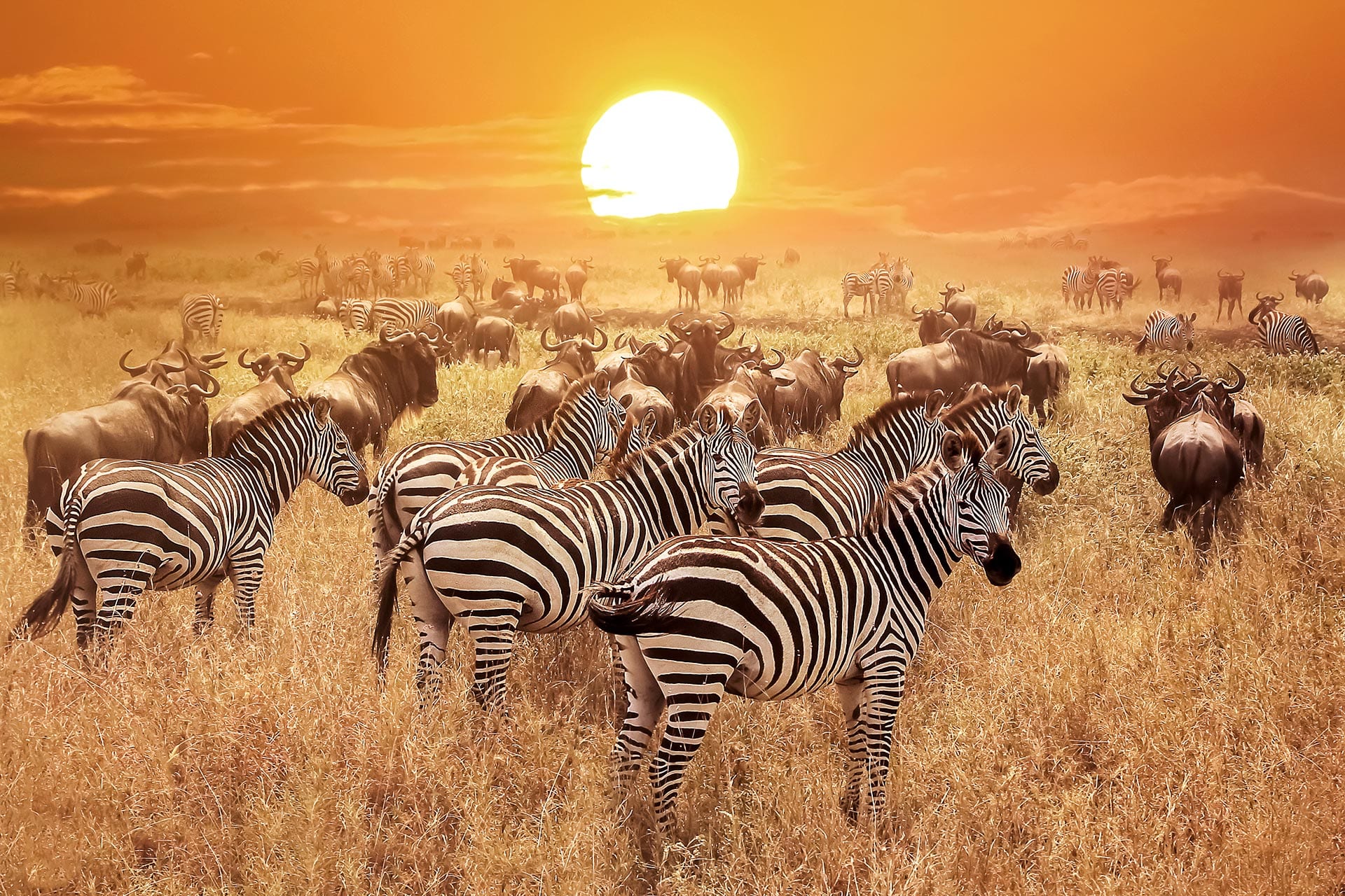 kenia safari dieren