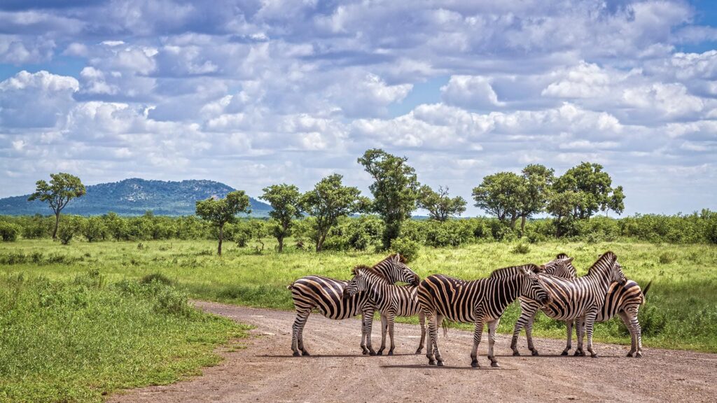 Zebras in South Africa national park.