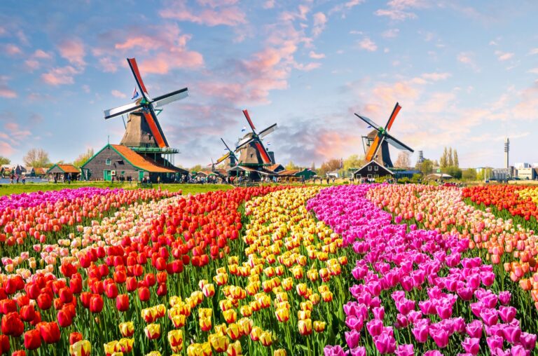 Tulips & Windmills Cruise: The Netherlands to Belgium