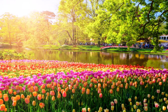 Timeless Tulips River Cruise with Amsterdam - smarTours