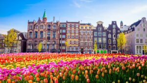 Timeless Tulips River Cruise with Amsterdam