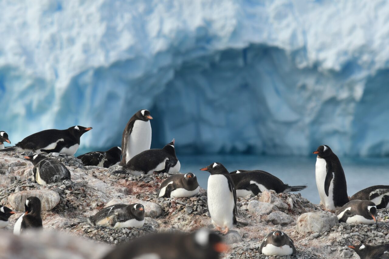 A group of penguins gathered on rocky terrain with an icy, glacial backdrop. Some penguins are standing while others are lying on the ground. The scene suggests a cold, Antarctic environment.