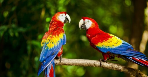 Meet the Exotic Animals of Costa Rica - smarTours