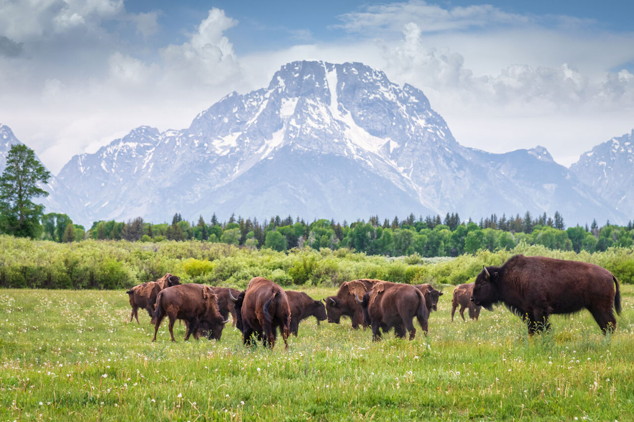 Buffalos in Grand Teton