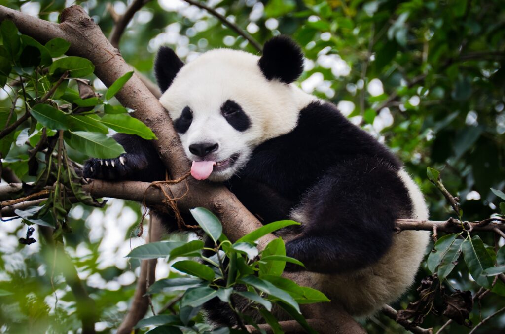 Panda with Tongue Out