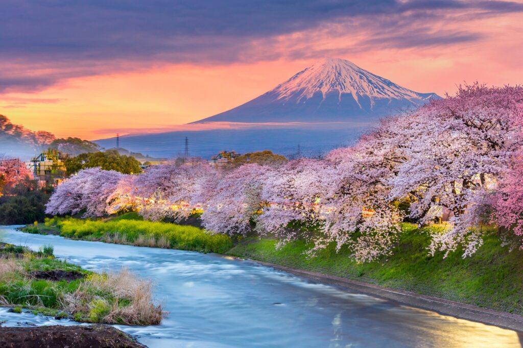 Mountain Fuji in Cherry Blossom Season at Sunset