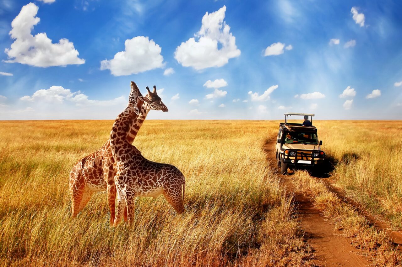 Two giraffes stand in tall grass on an open savannah under a bright blue sky with scattered clouds. A safari vehicle approaches, driving along a dirt path through the golden field.