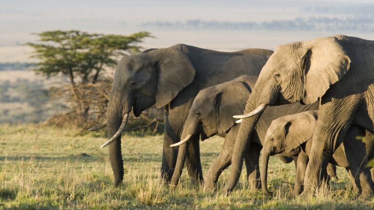 Group of African elephants in Masai Mara, Kenya