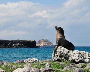 Female sea lion in the Galpagos Islands