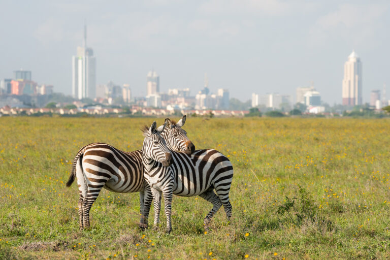 Zebras in Nairobi National Park with the city skyline in the background