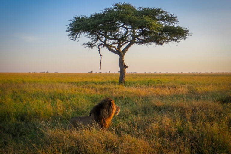 Kenya Wildlife Safari with Tanzania & the Serengeti