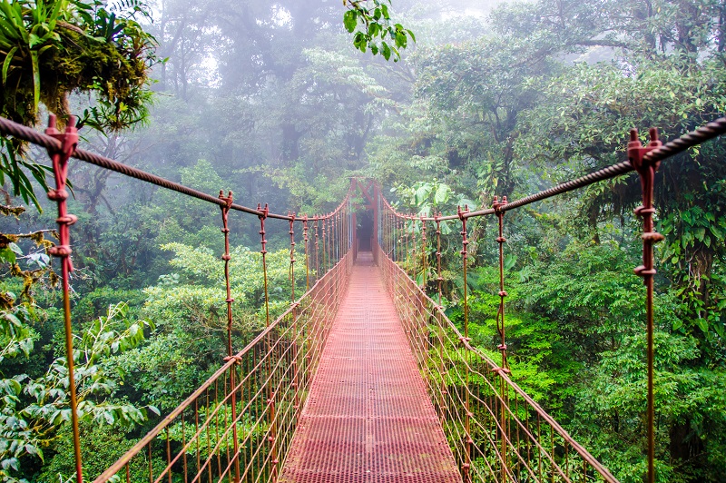 Bridge in Monteverdea rainforest in Costa Rica
