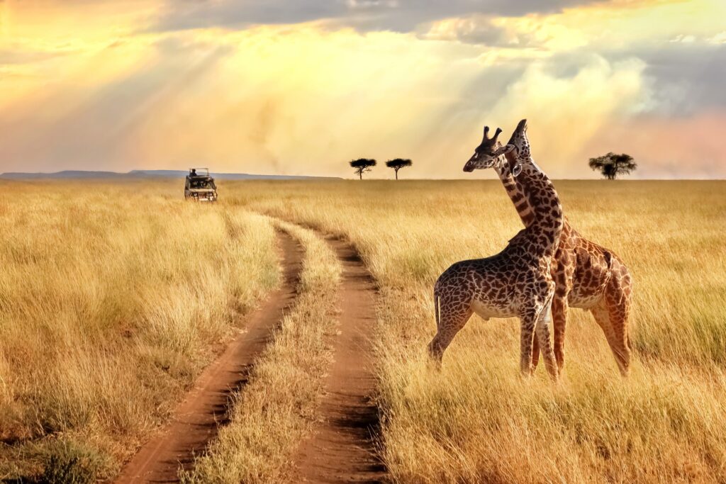 Tanzania_Serengeti National Park_Giraffes