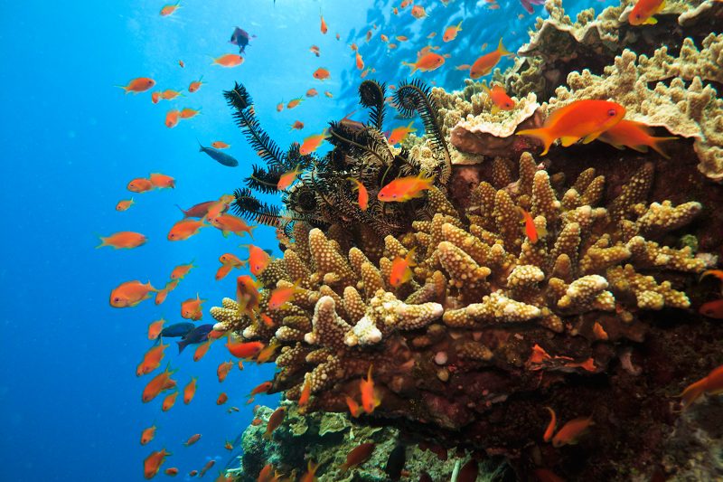 Australia, Great Barrier Reef
