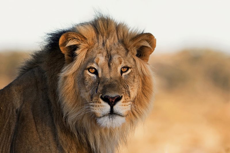 South Africa_Lion