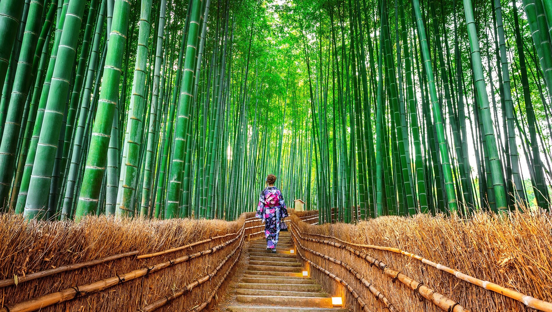 Bamboo Forest