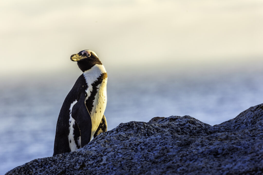 Penguin on a boulder with ocean in the background.