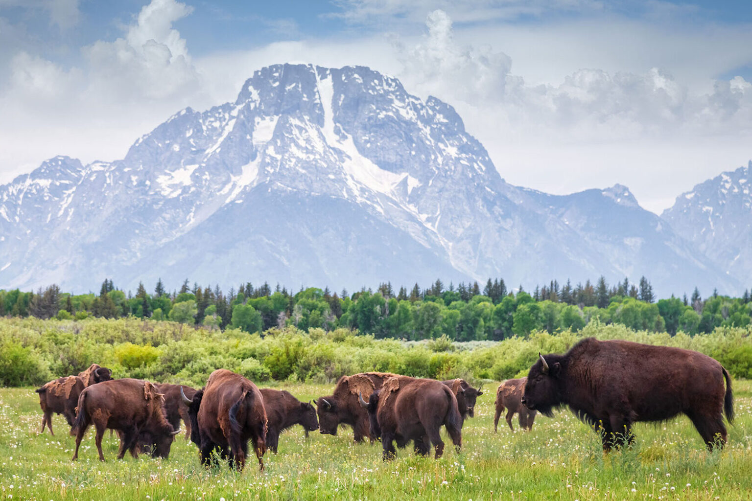 Buffalos in Grand Teton