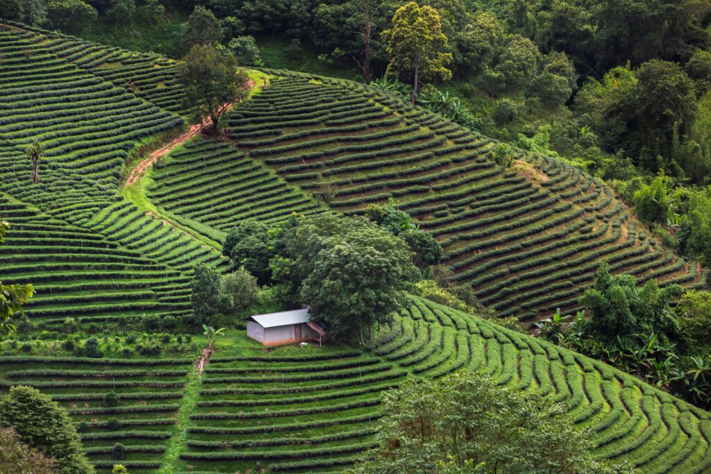 View of a lush, green terraced tea plantation on a hillside. A small shed is situated among the terraces, with trees and dense forest surrounding the plantation. The neatly arranged rows of tea plants contour the landscape, creating a ripple-like effect, perfect for those exploring Thailand tour packages.