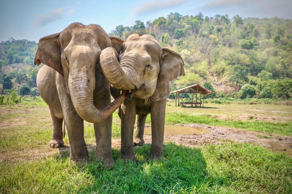 Two elephants stand closely together on a grassy field in Thailand, with one elephant playfully wrapping its trunk around the other. Behind them is a simple wooden shelter, and in the background, there is a forested hillside under a clear blue sky, embodying the spirit of travel and adventure.