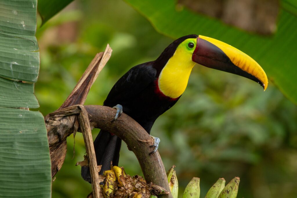 A keel-billed toucan with a strikingly colorful beak, predominantly yellow and orange, perches on a curved branch. It is surrounded by lush green foliage, including a large leaf in the foreground, creating a vibrant tropical scene.