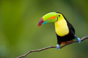 Colorful Costa Rica (2025)