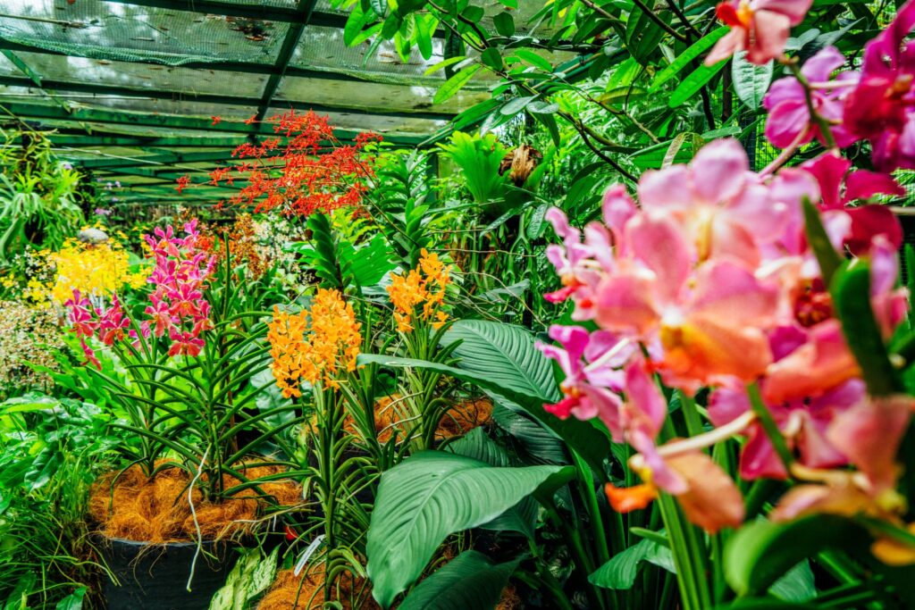 A lush greenhouse in Singapore filled with an array of vibrant orchids in various colors, including pink, yellow, and orange. Tall green plants and leaves surround the flowers, creating a tropical atmosphere. The ceiling is made of glass, allowing natural light to illuminate the scene.