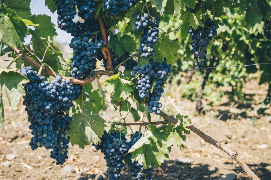 Clusters of ripe, dark purple grapes hang from vibrant green grapevines in a vineyard, evoking the flavors of Sicily. The soil beneath is dry and brown, contrasting with the lush foliage. Sunlight filters through the leaves, casting a warm glow on the grape bunches ready for harvest.