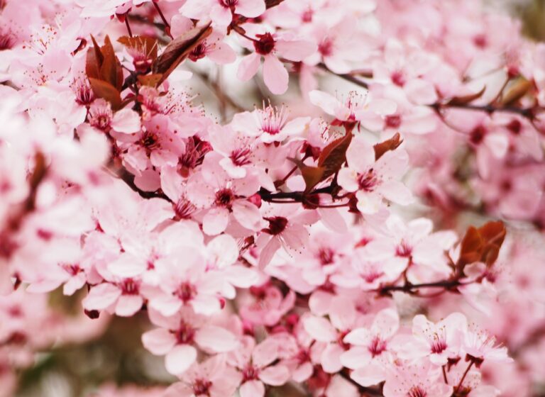 All About Japanese Cherry Blossoms