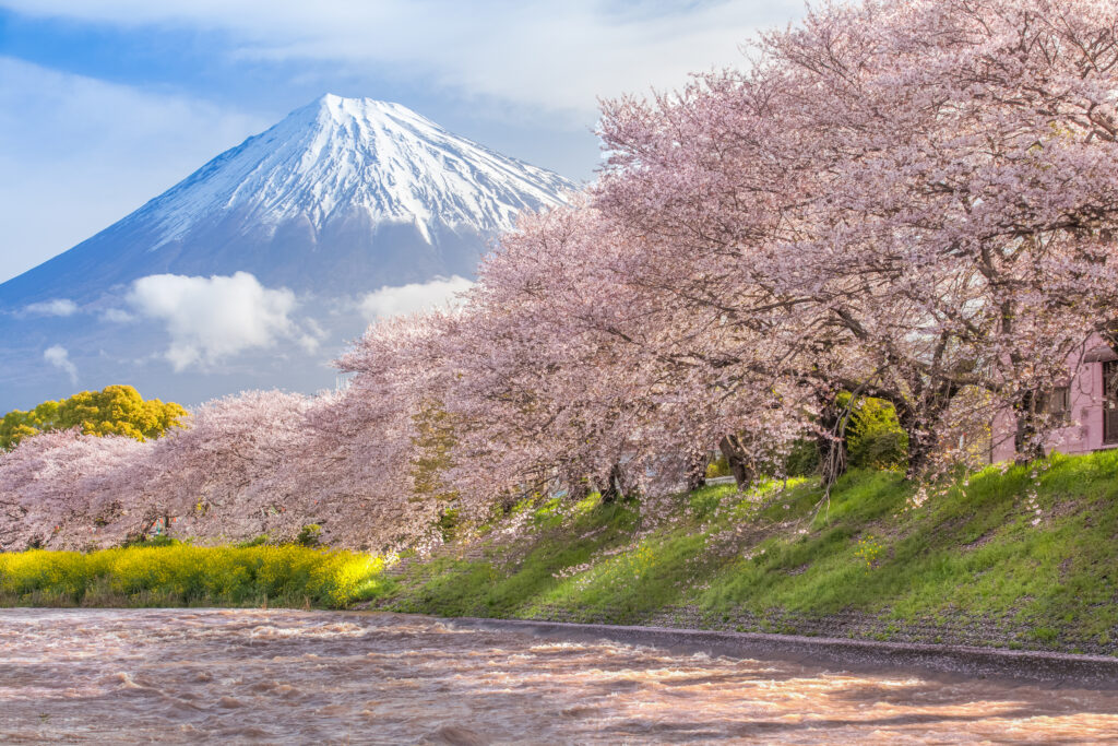 Picture of beautiful Mountain Fuji and sakura cherry blossom in Japan spring season