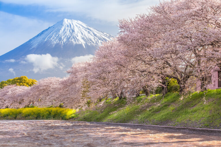 Picture of beautiful Mountain Fuji and sakura cherry blossom in Japan spring season