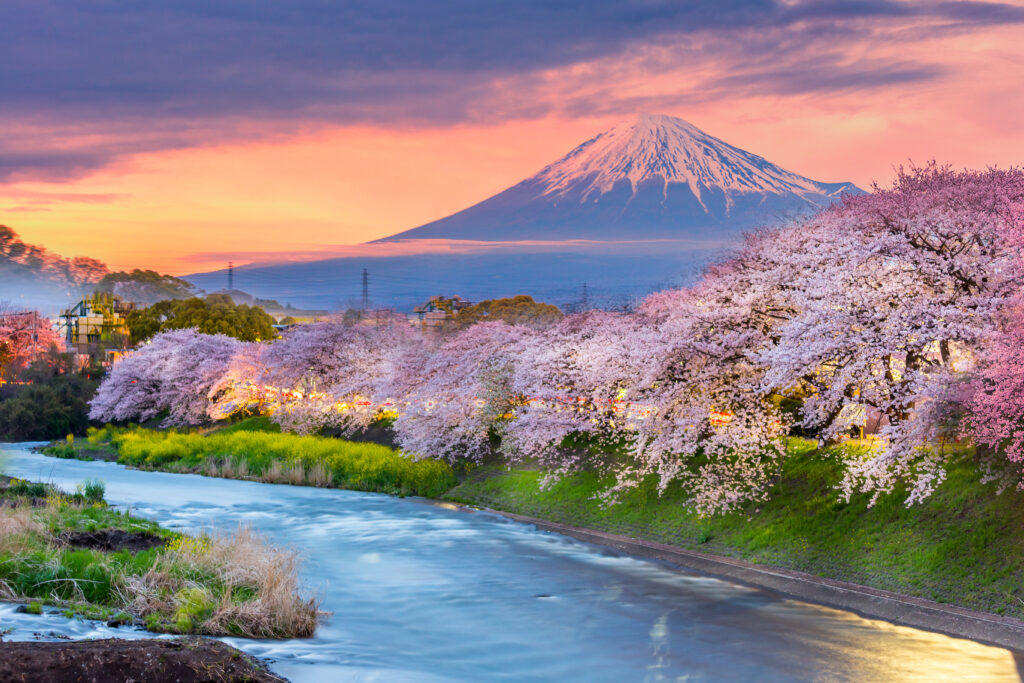 A picture of mountain fuji in cherry blossom season during sunset.