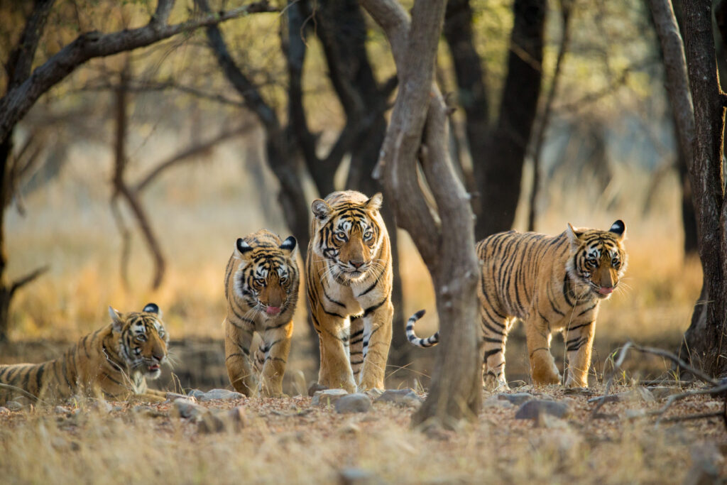 Picture of tigers at Ranthambore 