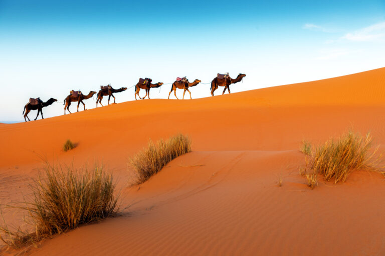 Picture of camels in a series of walk-up,  Desert - Erg Chebbi ,Merzouga, Morocco,North Africa