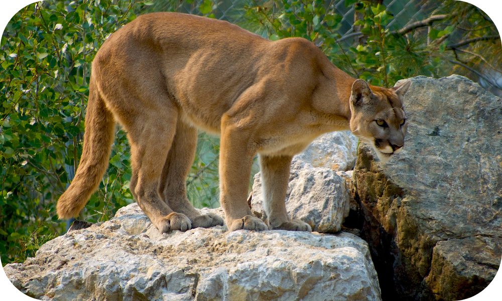 A mountain lion stands on a rocky ledge, surrounded by green foliage. It appears alert, dealing with something in the distance. The sunlight highlights its tawny fur and muscular build.