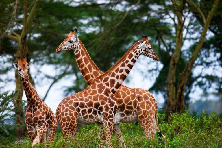 Rothschild's Giraffes in Kenya