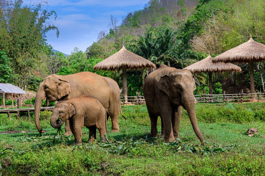 Elephant Nature Park, Thailand