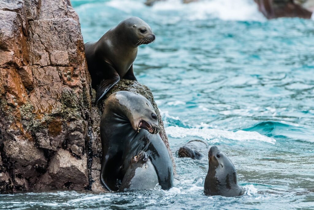 Several seals are gathered on and around rocky outcrops by the ocean. One seal is perched on the rock above, while the others are in the water, interacting with each other. The lively scene, complete with waves splashing against the rocks, could be a highlight of Peru vacation packages with airfare.