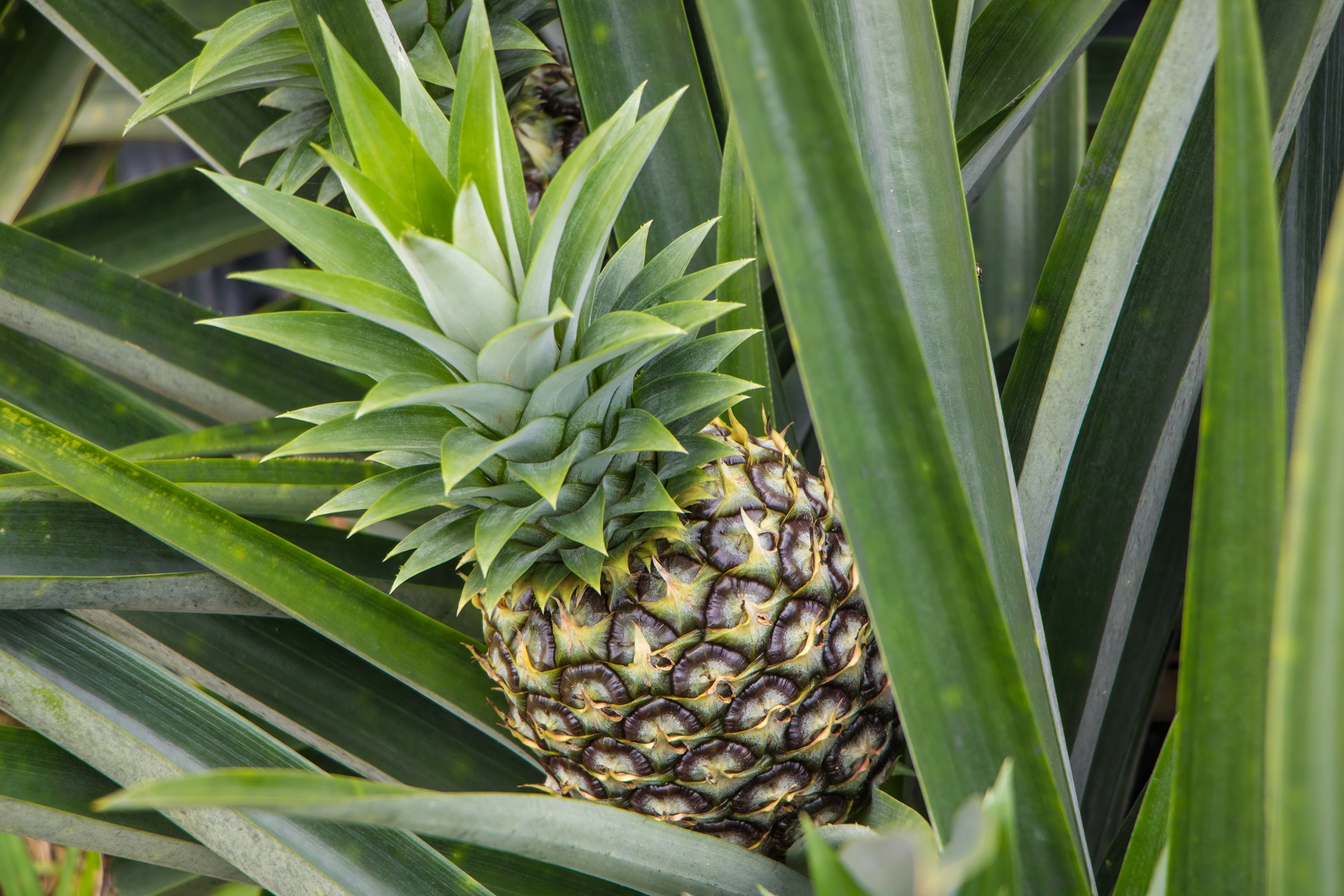 Organic Pineapple Plantation Tour