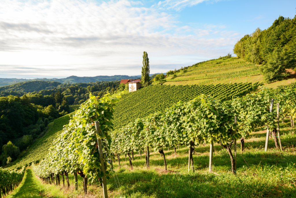 A lush vineyard stretches across rolling hills under a partly cloudy sky. Rows of grapevines are neatly arranged, and a small building with a red roof is situated near the hilltop. Trees dot the landscape, adding to the picturesque, serene scenery typical of renowned wine regions.