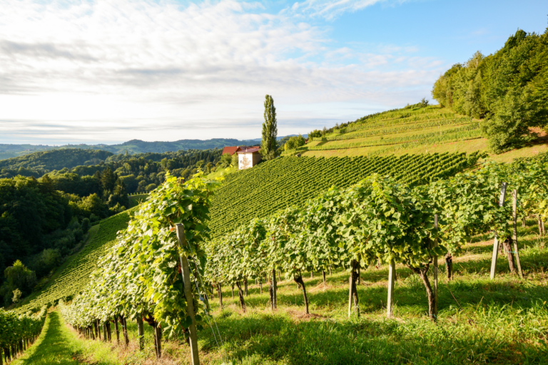 6 Wine Regions We Love