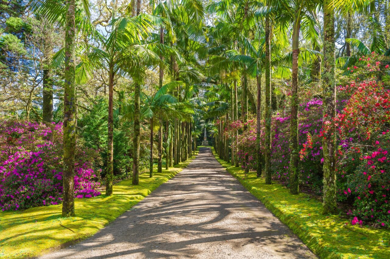 A picturesque gravel pathway flanked by tall palm trees stretches into the distance. Vibrant, blooming bushes with pink and purple flowers line either side of the path, under a clear, sunny sky. The scene suggests a peaceful, tropical garden setting.