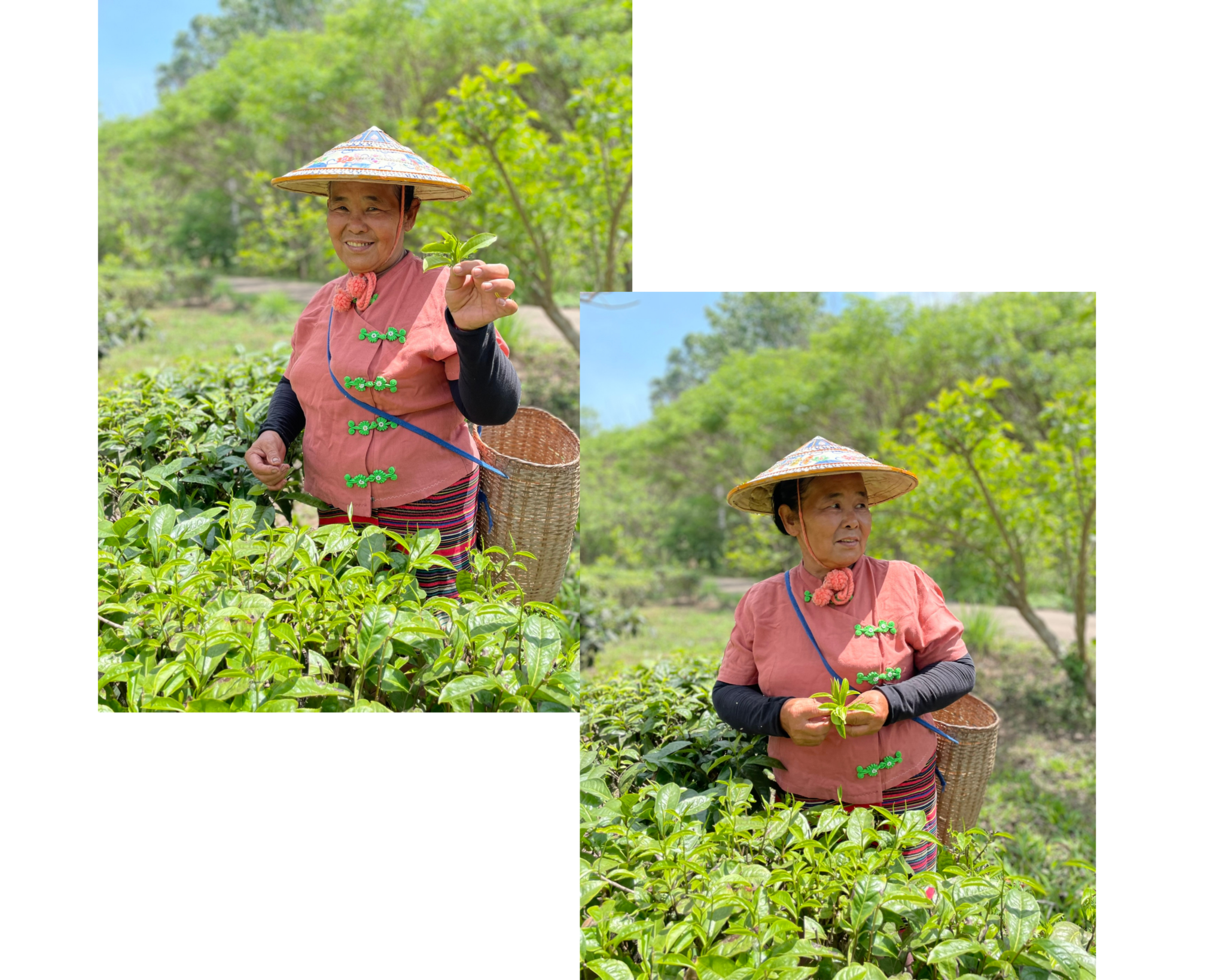 Two images of a person wearing a straw hat and pink shirt, picking leaves in a lush green tea garden reminiscent of scenic wine regions. They have a woven basket on their back, with trees and a clear sky in the background.