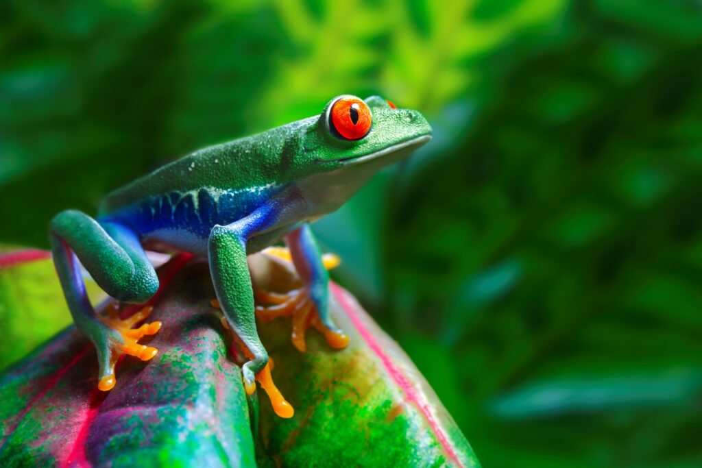 A vibrant red-eyed tree frog is perched on a colorful leaf. Its bright green body contrasts with its orange toes and deep blue sides. The background is lush and green, suggesting a tropical setting.