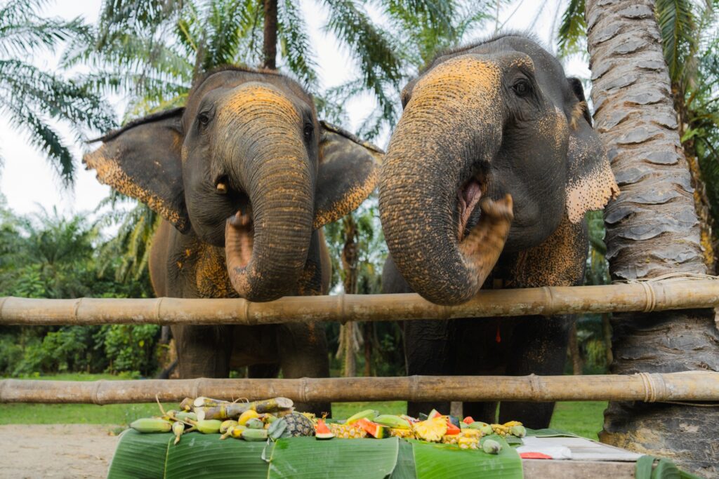 Two elephants stand behind a wooden fence in a tropical setting with palm trees. They are reaching over the fence toward a table covered with assorted fruits and vegetables on banana leaves.