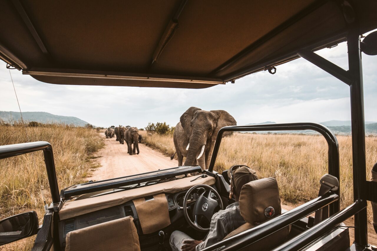 A group of elephants crosses a dirt road in front of an open safari vehicle. A person sits inside the vehicle, watching the elephants in a grassy savannah landscape under a cloudy sky.